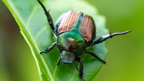 Le scarabée japonais débarque en France et menace pour la biodiversité