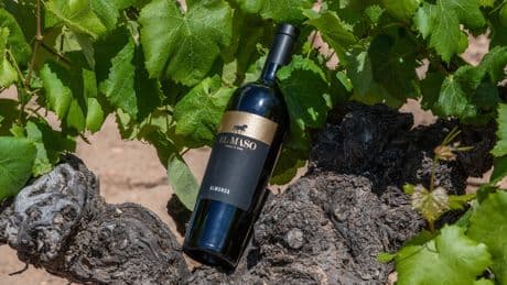 Fantini conquista le vette del vino spagnolo: l’acquisizione della cantina ex Venta la Vega