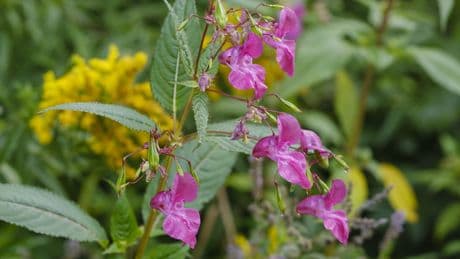 Auf der schwarzen Liste: Diese Gartenpflanze wird schnell zum Problem