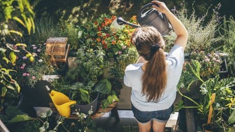 Mehr als nur Kräuter: Diese Bäume sorgen auf Ihrem Balkon für echtes Garten-Feeling