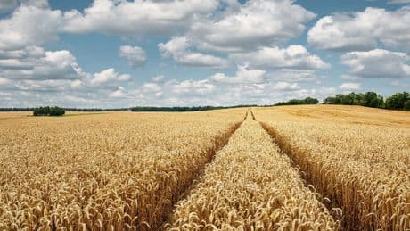 Grano, la caduta dei prezzi mette a rischio le semine