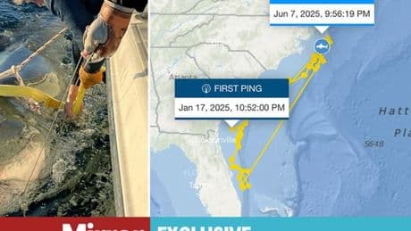 World's biggest Great White Shark tracker LIVE: 14ft monster mapped in ocean after tourist warning
