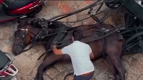 Drama in Palmas Altstadt - Kutschpferd bricht vor Touristen zusammen