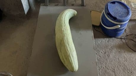 Elazığ'da tarladan rekor çıktı: Tam 4.5 kilogram gelen dev acur görenleri hayrete düşürdü!