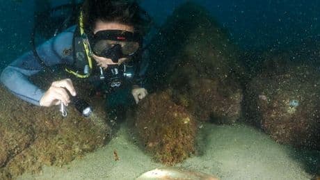 Barcelona recupera más de un centenar de especies marinas