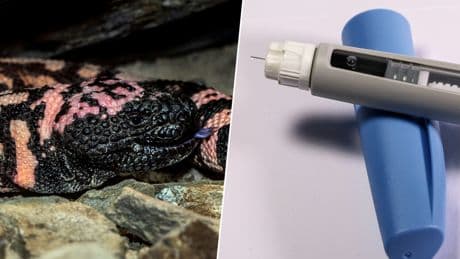 Cuando las grandes farmacéuticas quisieron inventar Ozempic, se fijaron en algo: un lagarto que digiere durante meses