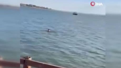"Kurtuldum" diye bağırıp kendini Mogan Gölü'ne attı