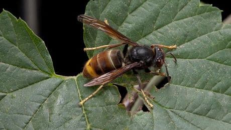 Asian hornet horror as record numbers invade Britain - see exactly how many are in your area