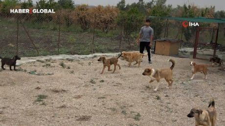 Gönüllüler hasta ve yaşlı sokak hayvanları için koruma alanı yaptı