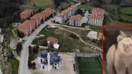 Yer: Bursa! Sitede ‘ayı’ alarmı: ‘Çocuklarınızın yalnız olmasına izin vermeyin’