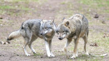 Tierschutz: EU-Länder geben final grünes Licht für mehr Wolf-Abschüsse