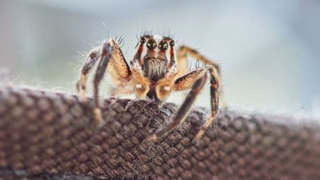 Stop spiders entering the home this mating season with two simple cleaning rules