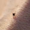 Risiko und Schutz nach einem Zeckenbiss: Die unterschätzte Gefahr einer Lyme-Borreliose