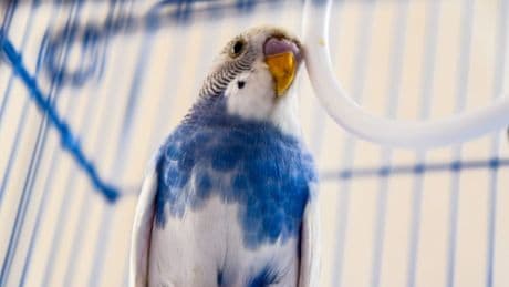 Tierheim Salzgitter: Wellensittich am Straßenrand gefunden – Vermittlung