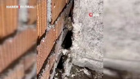 Anne kedi ve 4 yavrusu sıkıştıkları yerden kurtarıldı