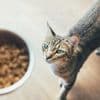 Superfood für Tiere: Diese Leckerbissen stärken Herz und Immunsystem