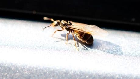 All-natural remedy for banishing flying ants from your home as pest activity surges