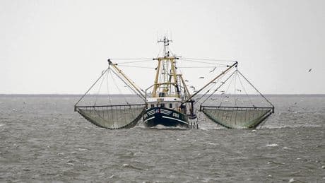 Maritime Wirtschaft | Fischer, eine gefährdete Art