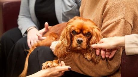 Terapia asistida con perros en un tanatorio de Barcelona: así ayudan los canes durante la pérdida de un ser querido