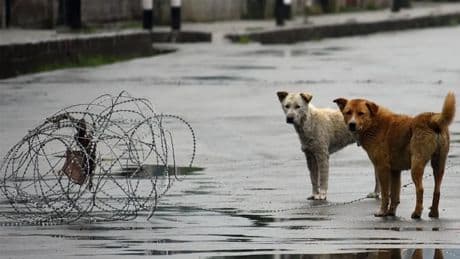 Hindistan’da sahipsiz köpekler hakkında yeni karar: Hepsi barınaklara gönderilecek