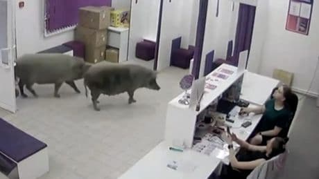 Neulich in Moskau - Kommen zwei Schweine in die Beauty-Klinik ...