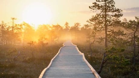 Urlaub in Estland: Achtsam versumpfen