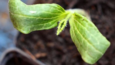 Zucchini-Zucht im Schatten: So gedeiht das Gemüse auch ohne direkte Sonne