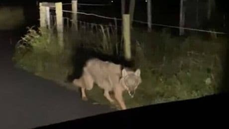 Mutmaßlicher Wolf auf Weseler Deich gefilmt: „Es war kein komischer Hund, sondern ein Wolf“