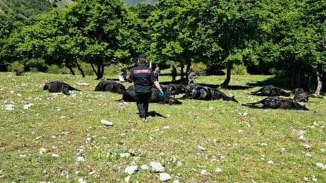 Frosinone, tempesta di fulmini sulla mandria di cavalli a Casalattico. Muoiono 33 animali