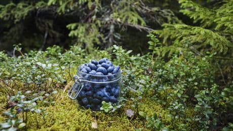 Heidelbeeren ohne Einfrieren haltbar machen: Dieser Trick wirkt bis zu 12 Monate