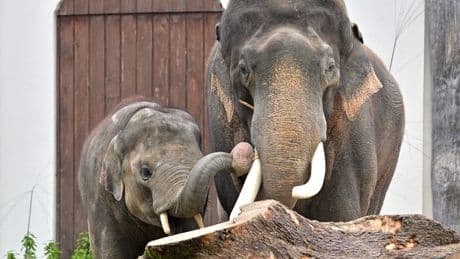Münchner Zoo: „Elefanten trauern, oder?“