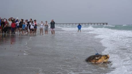 Dilly Dally the sea turtle returns to the ocean after flipper amputation