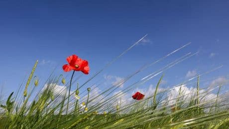 Wetter: Der Sommer zieht in Baden-Württemberg ein