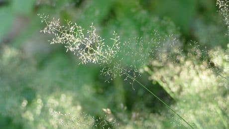 So THAT's Why Your Hay Fever Is So, So Bad This Year