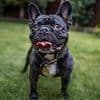 Vets reveal the four breeds first-time dog owners should NOT have - so, is yours on the list?
