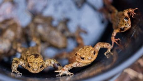Naturschutz: Krötenwanderung - Trockenes Frühjahr und wenig Grasfrösche