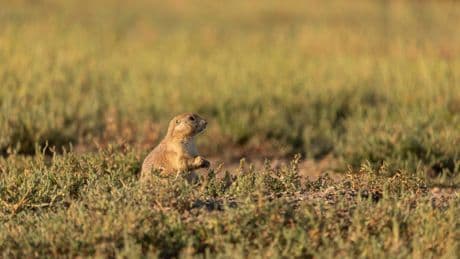 A grassland bird eavesdrops on prairie dog calls to keep itself safe from predators