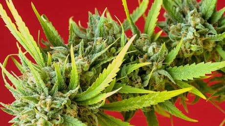 Cannabis im Knast: Der Besitz im Haftraum ist straffrei, entscheidet ein Gericht