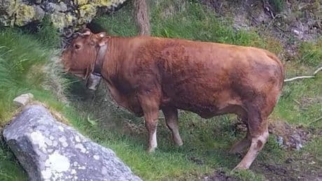 Rescatada en helicóptero una vaca preñada que quedó atrapada en una torca en la localidad de Sejo