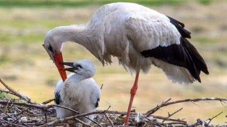 Nach 51 Jahren! - Weißstorch feiert überraschendes Comeback