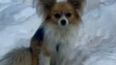 ‘A four-legged hero’: Chihuahua helps rescue owner who fell into glacier