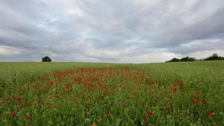 Wetter: Meteorologen bremsen: Doch keine neue Hitzewelle in Sicht