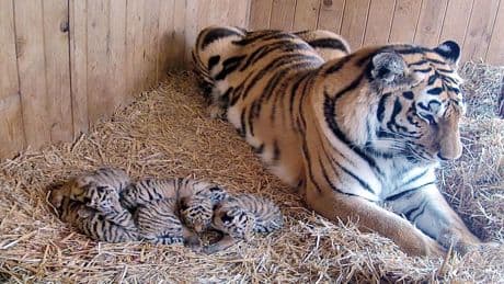Zoo Magdeburg: Tigerdame Stormi bringt Fünflinge in Magdeburg zur Welt