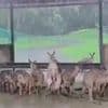 Wetter-Chaos in Australien - Kängurus suchen Schutz vor Wassermassen