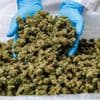 Gesundheitsministerin sieht „ganz klar Missbrauch“: Warken will Online-Verschreibungen von medizinischem Cannabis einschränken