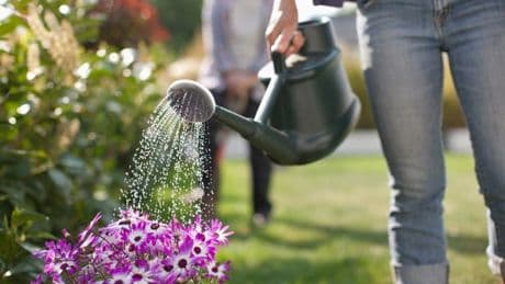 Gardeners urged to use simple trick to stop plants dying in heatwave