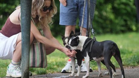 London's biggest dog festival comes to Battersea this week - and it's free
