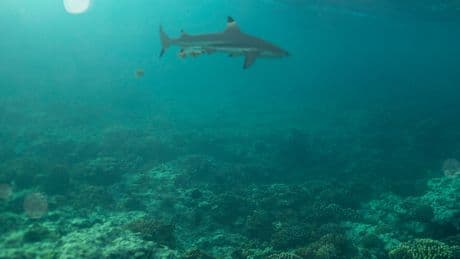 At U.N. Conference, Countries Inch Toward Ocean Protection Goal