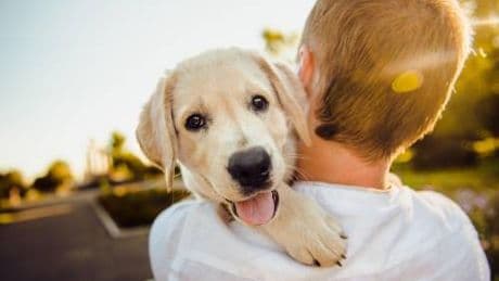 ⁠Quale frutta possono mangiare i cani? Ecco quella da evitare assolutamente