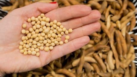 Statistik: Auch wegen veganer Ernährung: Anbau von Soja nimmt zu